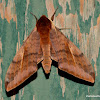 Acosmeryx anceus Hawk Moth