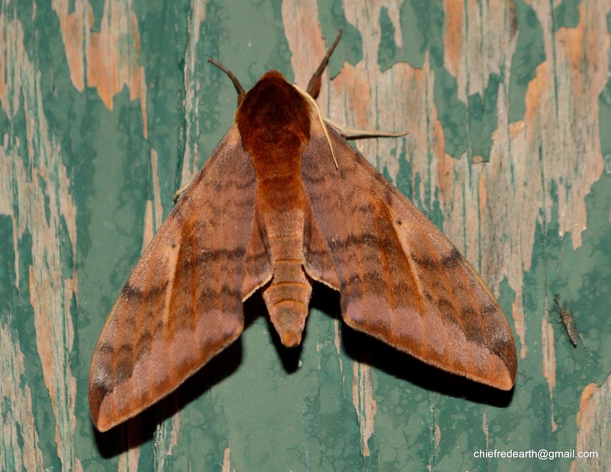 Acosmeryx anceus Hawk Moth