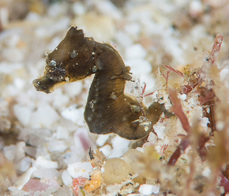 The newly discovered seahorse species, Hippocampus nalu, found in Sodwana Bay.