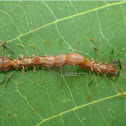 Ant Mimic Caterpillar