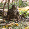 Asian Koel