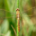Libélula (Scarlet dragonfly)