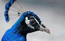 Peafowl - New Tab in HD small promo image