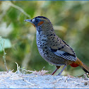 Rufous-chinned Laughingthrush