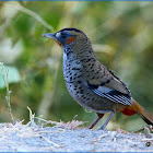 Rufous-chinned Laughingthrush