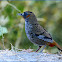 Rufous-chinned Laughingthrush