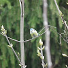 Eurasian blue tit