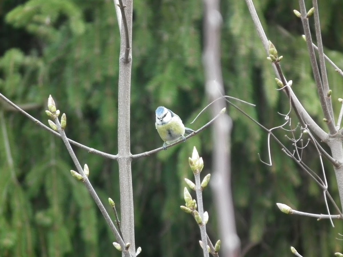 Eurasian blue tit