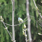 Eurasian blue tit