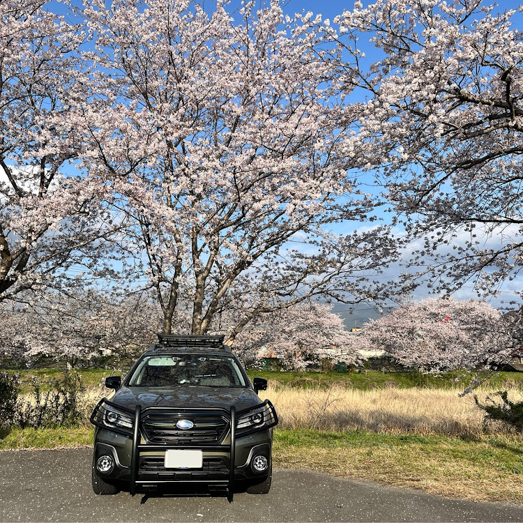レガシィ アウトバックの桜と愛車・グリルガード・トレール テレーン Ｔ/A (🆕モデル)・4月もよろしくお願い致します🌸・サクラと愛車に関するカスタム事例の投稿画像2枚目