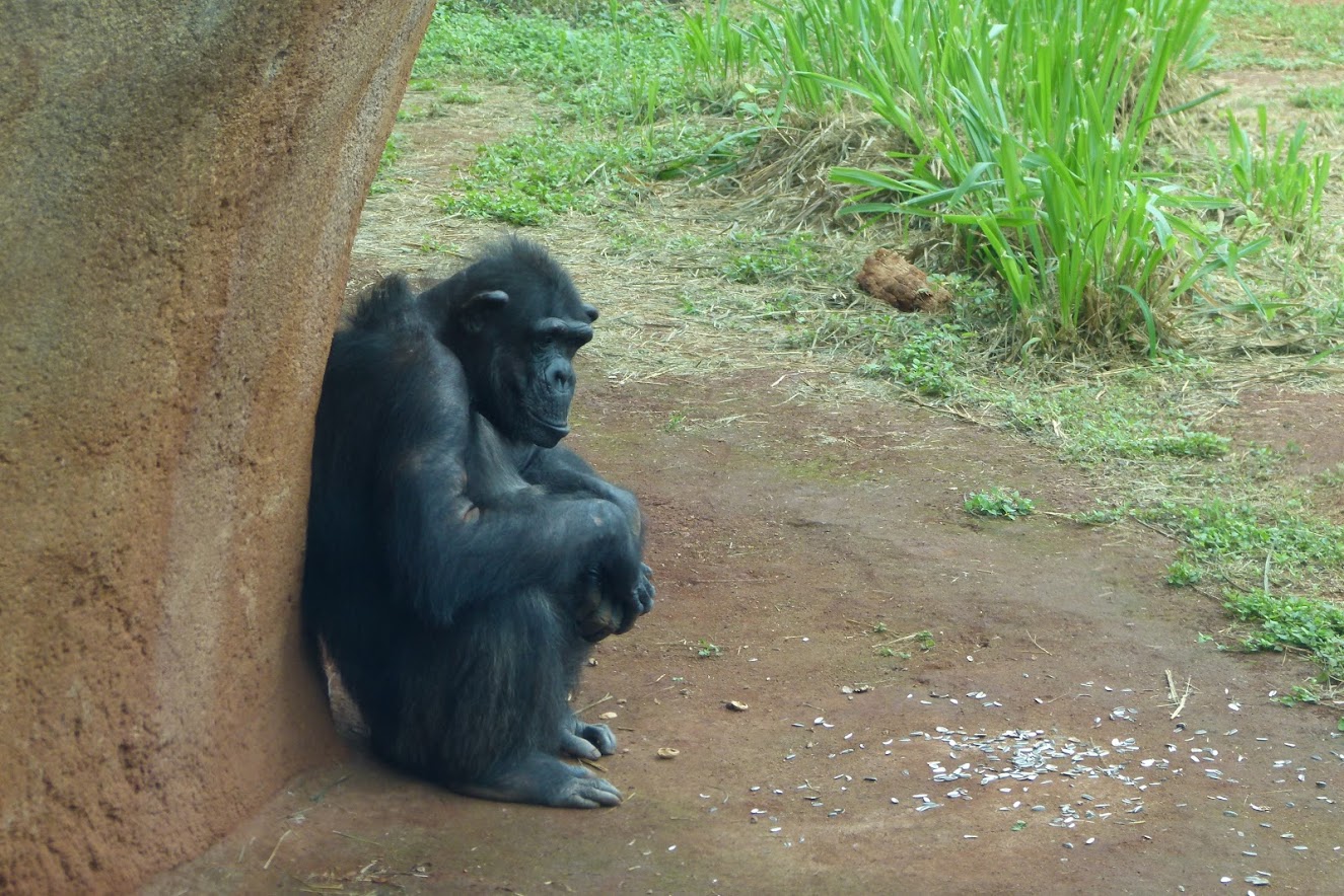 Honolulu Zoo