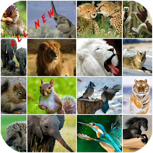 Wild Animals Wallpaper HD logo