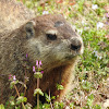 Groundhog (aka woodchuck, whistlepig)