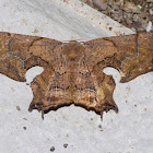 Scoop Wing Moth