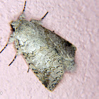 Notodontid moth