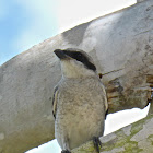 Loggerhead Shrike