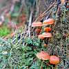 Golden trumpet,Bell Omphalina