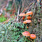 Golden trumpet,Bell Omphalina