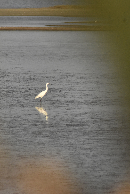 Little Egret