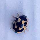 14-spotted Ladybird