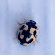 14-spotted Ladybird