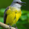 Tropical Kingbird