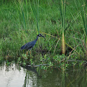 Yellow-crowned Night-heron