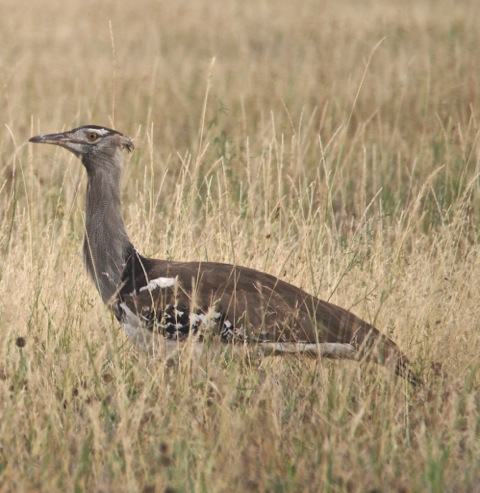 Kori Bustard