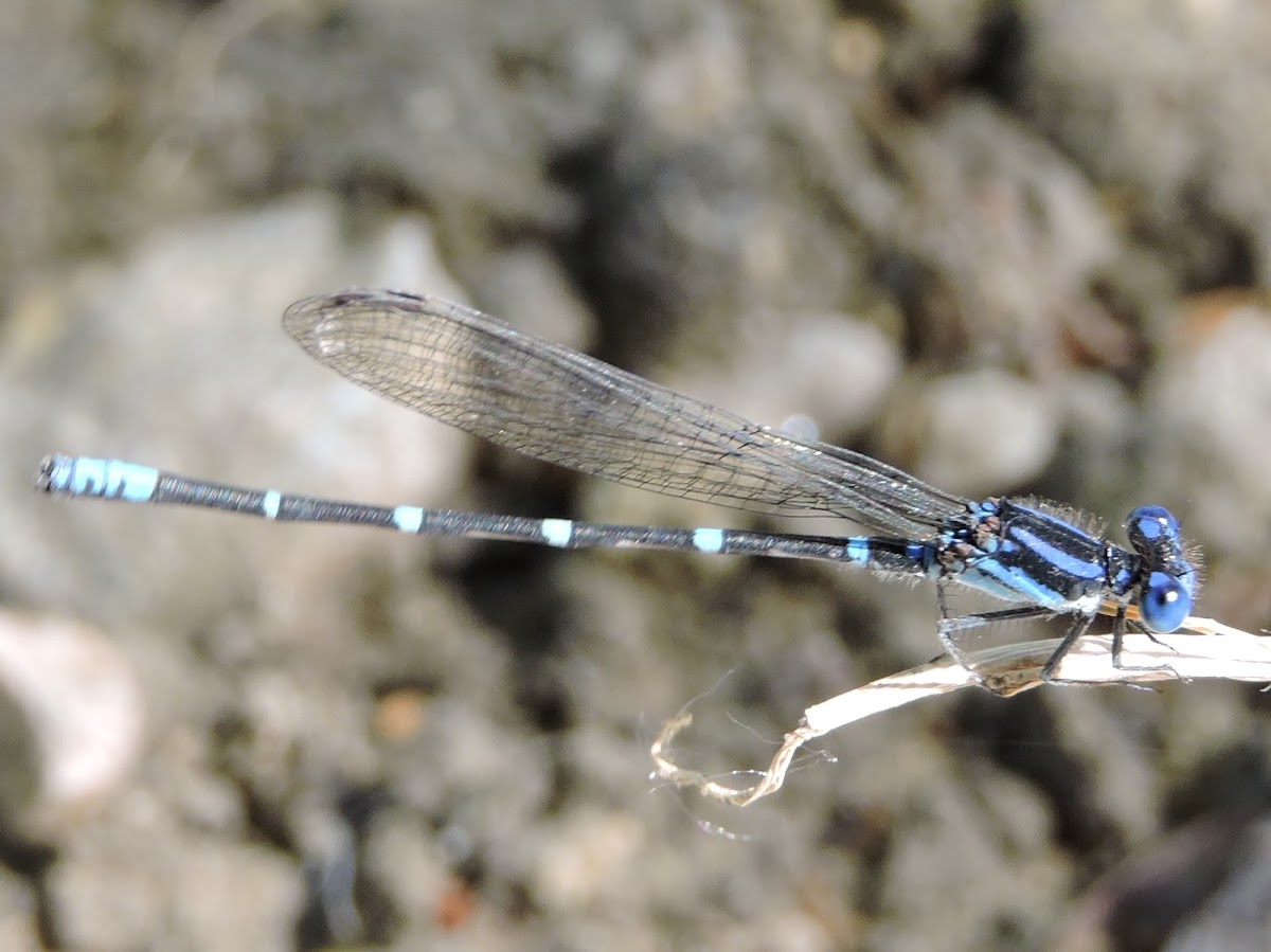 Blue-ringed Dancer Damselfly