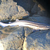 Striped catshark