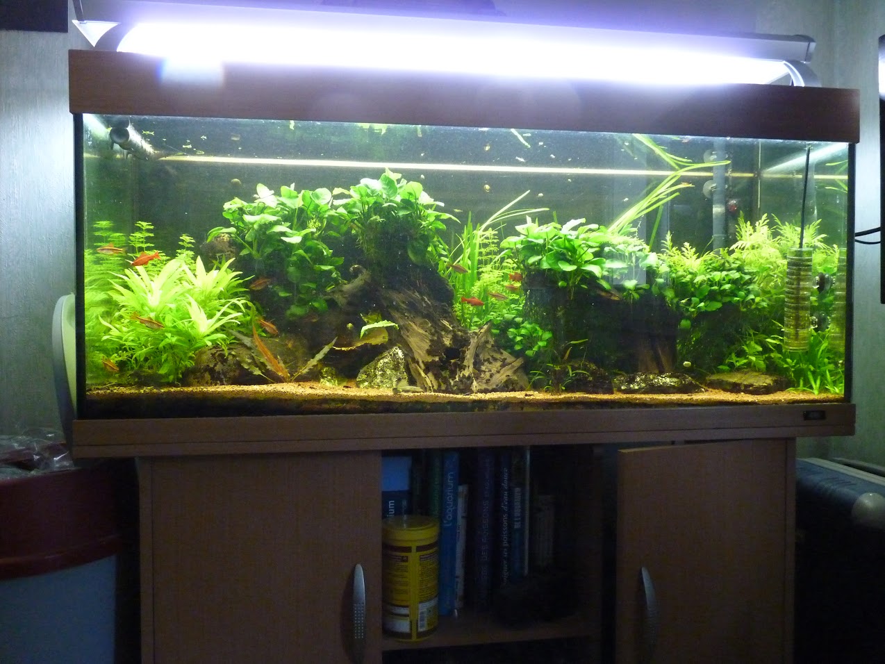 Ma petit histoire Aquariophile de 2009 à aujourd'hui  E3ovojq_lxBmzCRxs_tuuxcC6Y8Es2upCGmvdmU9BmM=w1274-h956-no