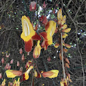 Mysore Trumpetvine