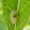 Syrphid Pupa