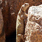 Ornate Spiny-tailed Lizard