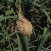 Black-headed weaver nest