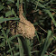 Black-headed weaver nest