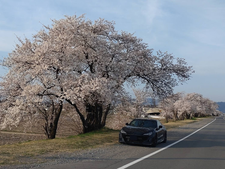 86の春ですね〜🎵・善光寺大本願別院・キティパーク・黒沢川の桜並木・長野スゲーに関するカスタム事例の投稿画像14枚目