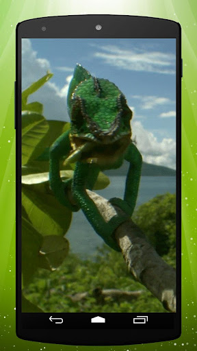 Wild Chameleon Live Wallpaper