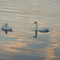 il lago dei cigni di 