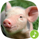 Download Appp.io - Pig Sounds For PC Windows and Mac 1.0.3