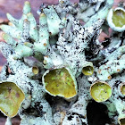 Forked Tube Lichen