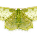 Emerald Moth