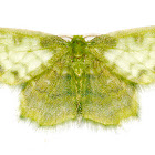 Emerald Moth