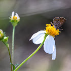 Eastern Pygmy Blue