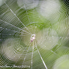 Black Spiny Orbweaver