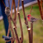 House finch