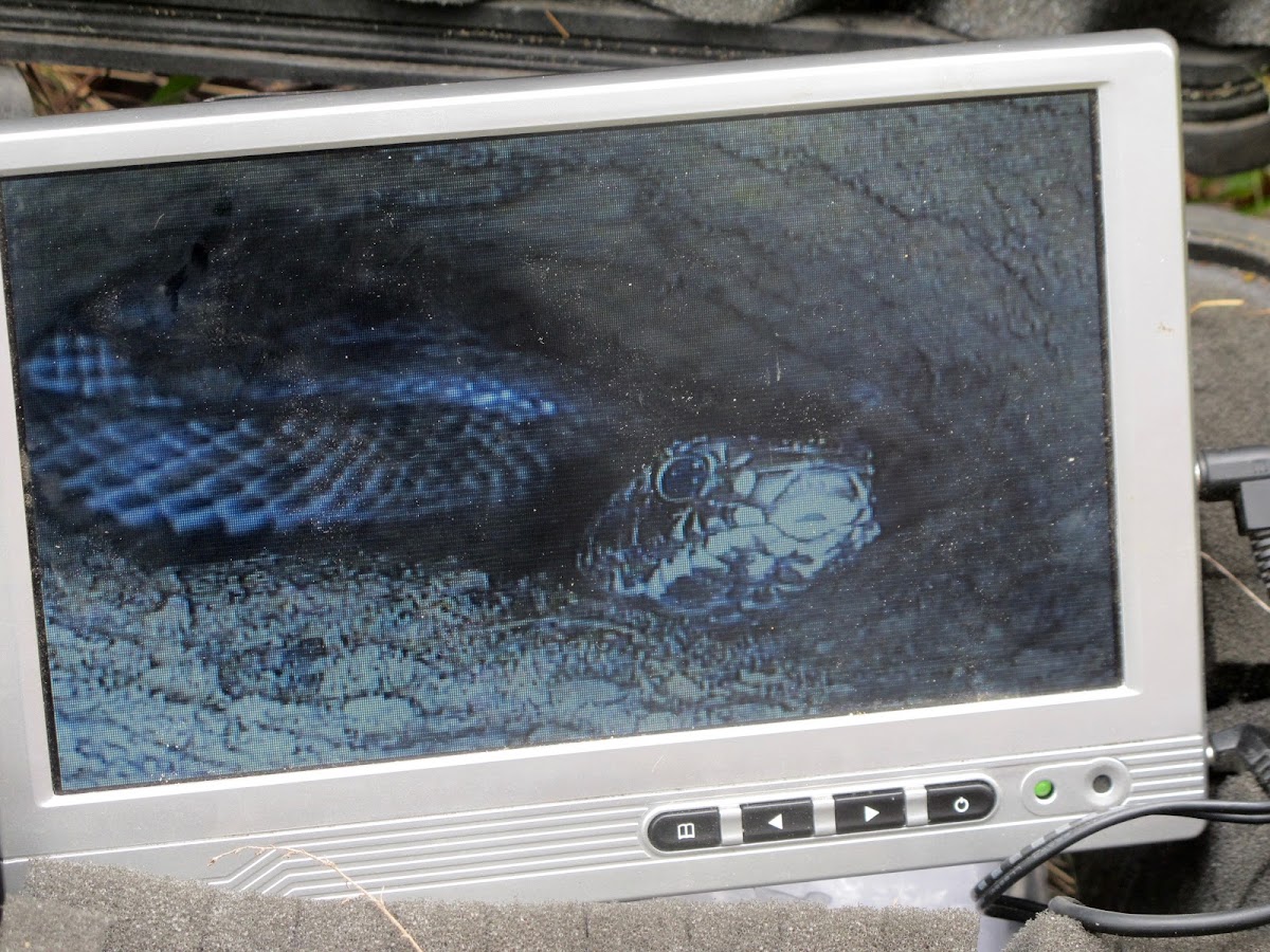 Southern Black Racer