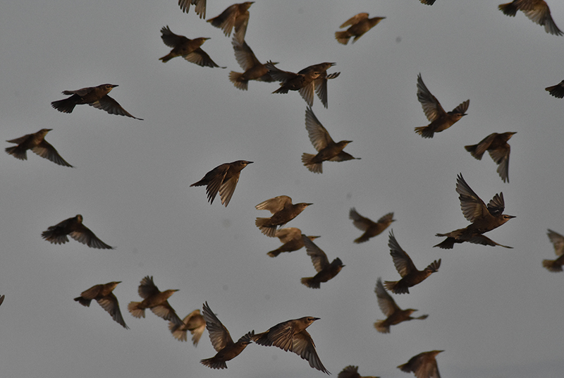 European Starling - juveniles