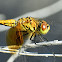 Band-winged meadowhawk (female)