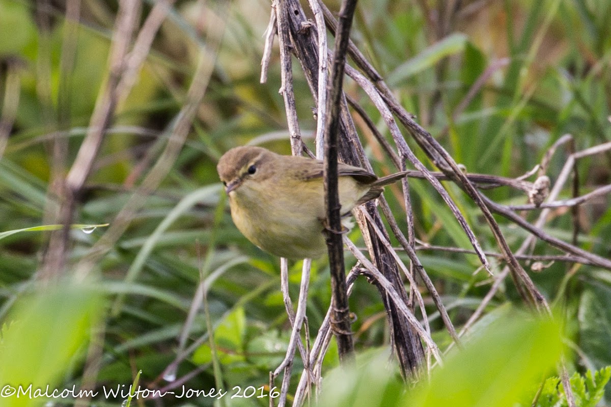 Chiffchaff